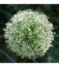 Česnek Ping Pong - Allium - cibule okrasného česneku - 5 ks
