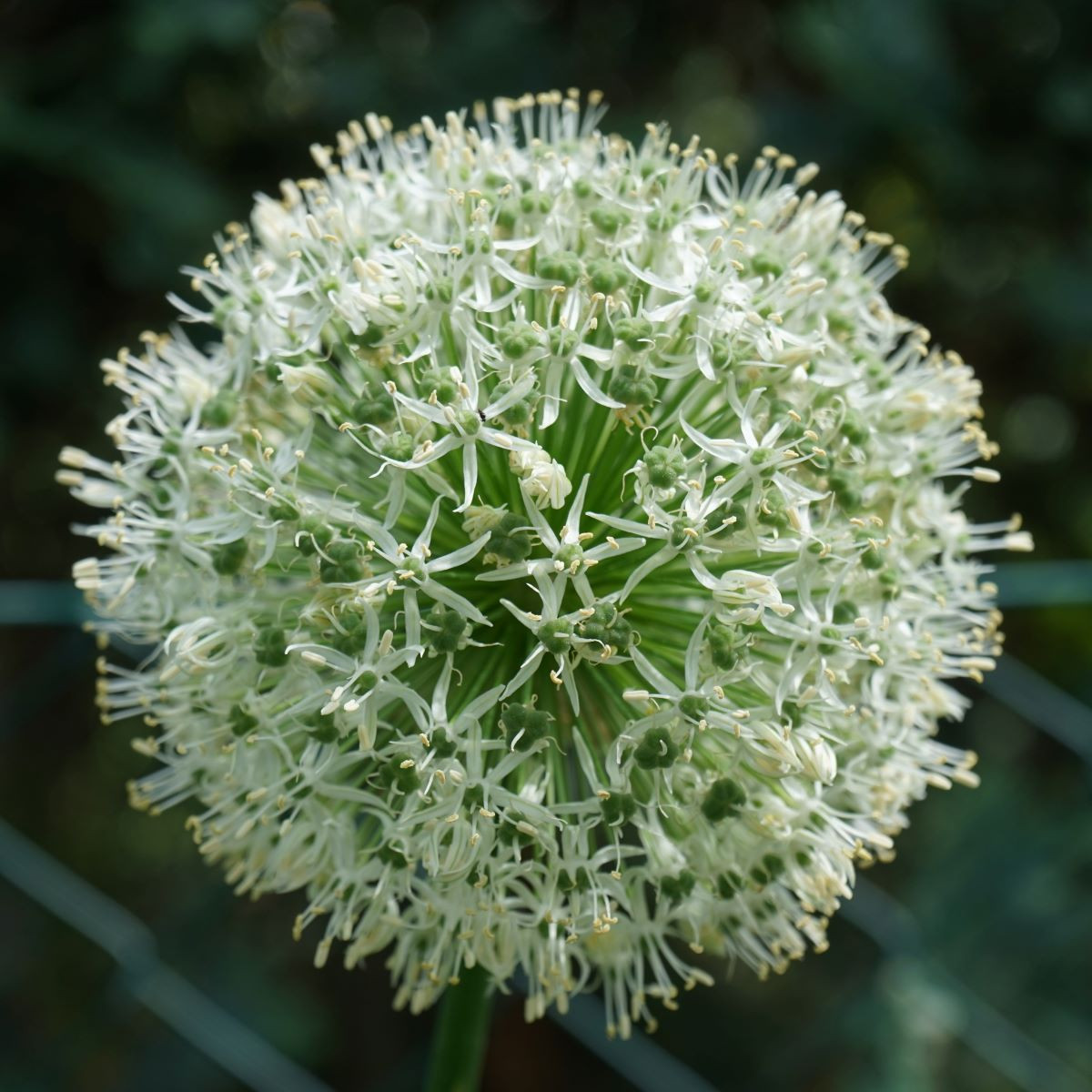 Česnek Ping Pong - Allium - cibule okrasného česneku - 5 ks