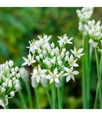 Pažitka česneková - Allium tuberosum - cibule okrasného česneku - 1 ks