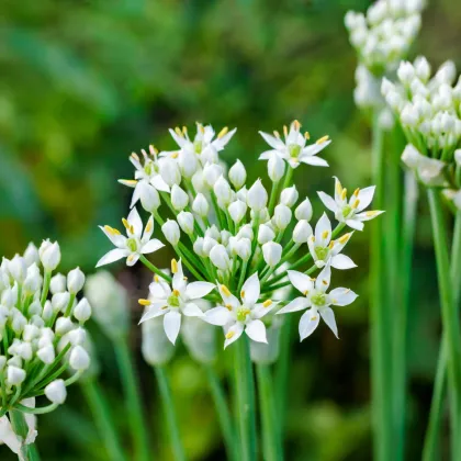 Pažitka česneková - Allium tuberosum - cibule okrasného česneku - 1 ks