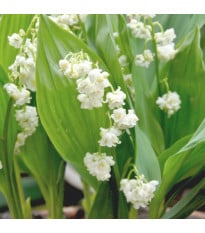 Konvalinka vonná vícekvětá Prolificans - Convallaria majalis - prostokořenné sazenice konvalinky - 1 ks