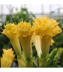 Durman metelový Double Yellow - Datura metel - semena durmanu - 5 ks