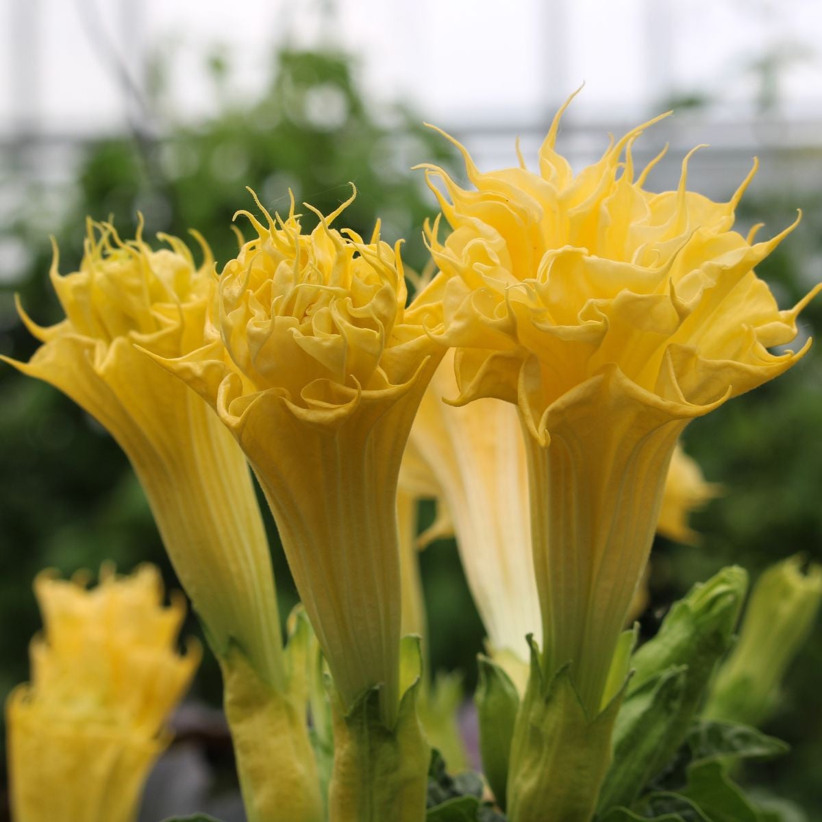 Durman metelový Double Yellow - Datura metel - semena durmanu - 5 ks