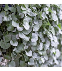 Stříbrný déšť Silver Falls - Dichondra emerals - semena stříbrného deště - 6 ks