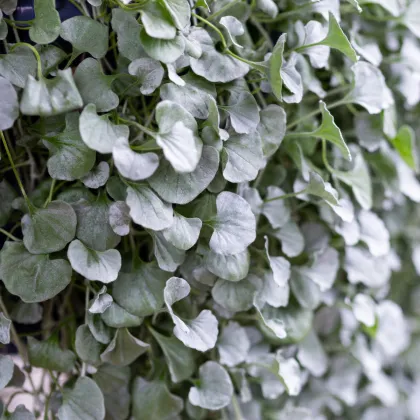 Stříbrný déšť Silver Falls - Dichondra emerals - semena stříbrného deště - 6 ks