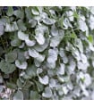 Stříbrný déšť Silver Falls - Dichondra emerals - semena stříbrného deště - 6 ks