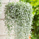 Stříbrný déšť Silver Falls - Dichondra emerals - semena stříbrného deště - 6 ks
