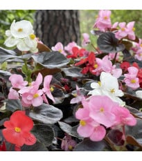 Begonie Nightlife Mix F1 - Begonia semperflorens - osivo begónie - 12 ks