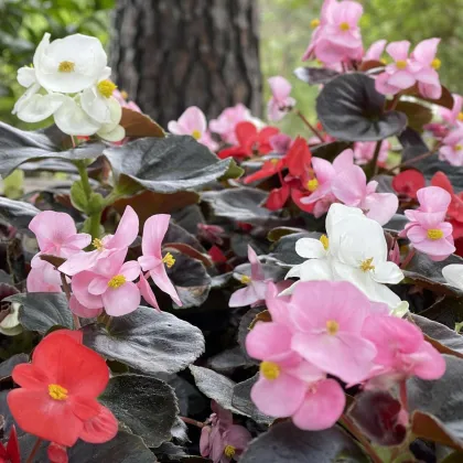 Begonie Nightlife Mix F1 - Begonia semperflorens - osivo begónie - 12 ks