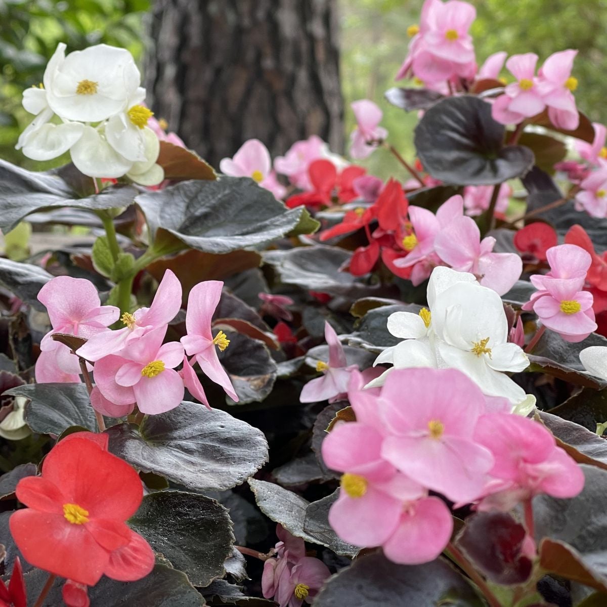 Begonie Nightlife Mix F1 - Begonia semperflorens - osivo begónie - 12 ks