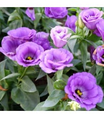 Eustoma Lilac F1 - Eustoma grandiflorum - semena eustomy - 12 ks