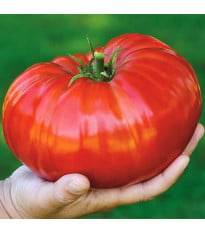 Rajče Gigantomo - Solanum lycopersicum - semena - 5 ks