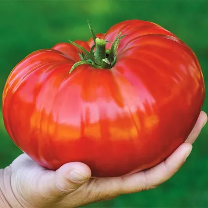 Rajče Gigantomo - Solanum lycopersicum - semena - 5 ks