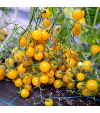 Rajče Perlino žluté F1 - Solanum lycopersicum - semena rajčete - 6 ks