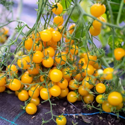 Rajče Perlino žluté F1 - Solanum lycopersicum - semena rajčete - 6 ks