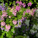 Angelonie směs barev - Angelonia angustifolia - semena angelonie - 6 ks