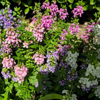 Angelonie směs barev - Angelonia angustifolia - semena angelonie - 6 ks