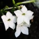 Tabák Saratoga bílý F1 - Nicotiana x alata - semena tabáku - 30 ks