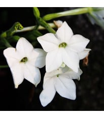 Tabák Saratoga bílý F1 - Nicotiana x alata - semena tabáku - 30 ks