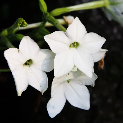 Tabák Saratoga bílý F1 - Nicotiana x alata - semena tabáku - 30 ks