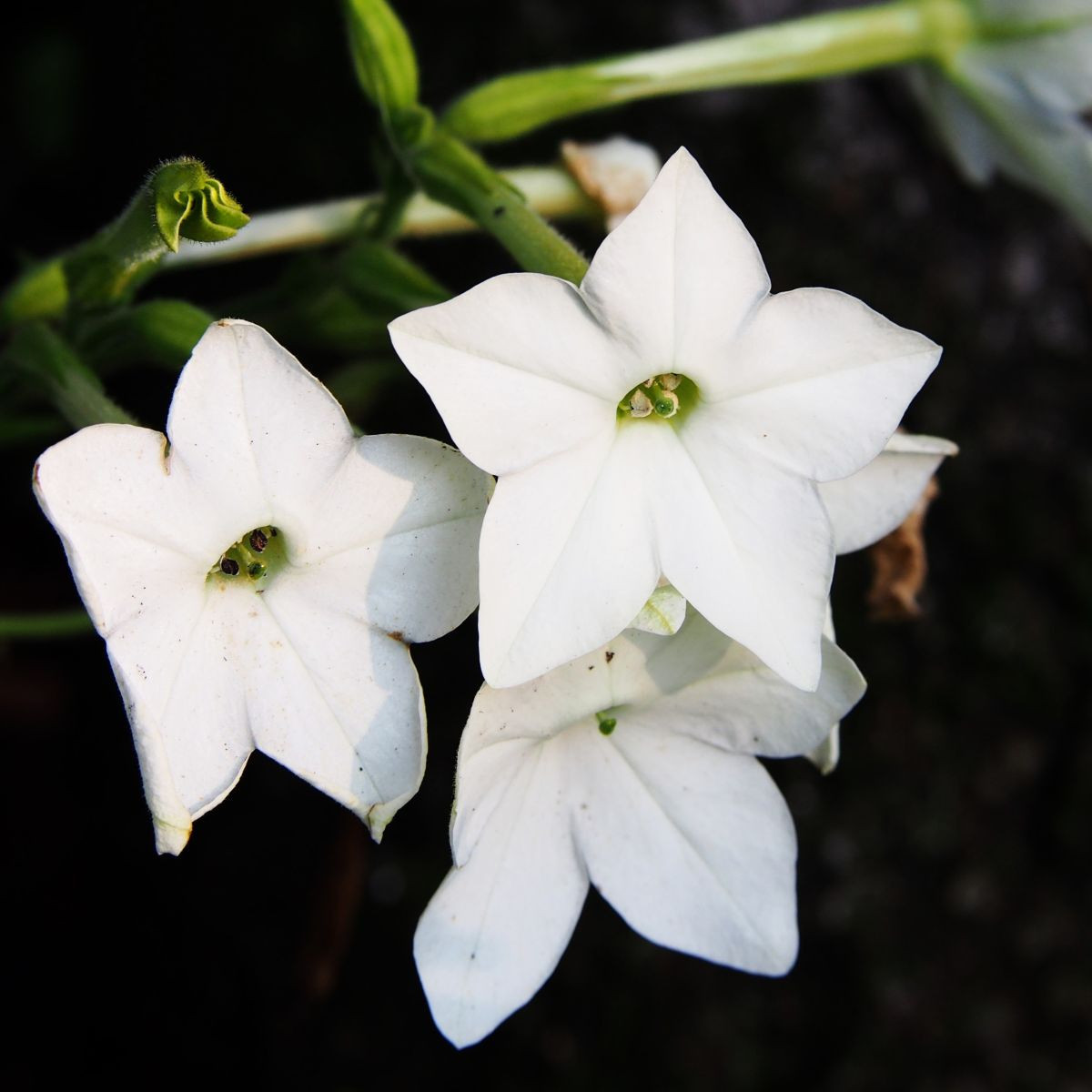 Tabák Saratoga bílý F1 - Nicotiana x alata - semena tabáku - 30 ks
