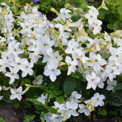 Tabák Saratoga bílý F1 - Nicotiana x alata - semena tabáku - 30 ks