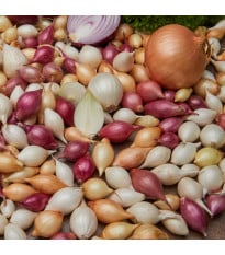 Cibule sazečka ozimá - 3 barvy - Allium cepa - cibulky - 50 ks