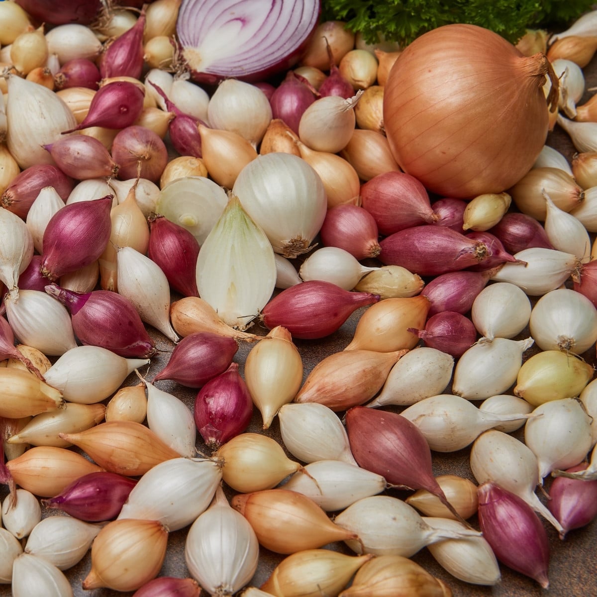 Cibule sazečka ozimá - 3 barvy - Allium cepa - cibulky - 50 ks
