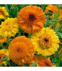 Měsíček Cablouna Mix - Calendula officinalis - semena měsíčku - 50 ks