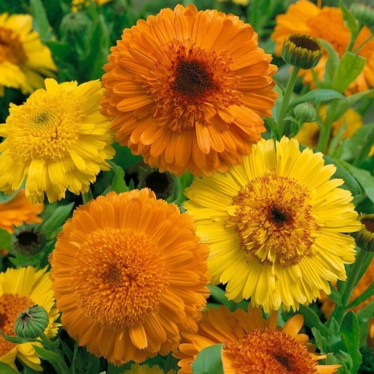 Měsíček Cablouna Mix - Calendula officinalis - semena měsíčku - 50 ks
