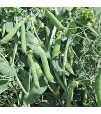 Hrách Meduza - Pisum sativum - semena hrachu - 50 ks