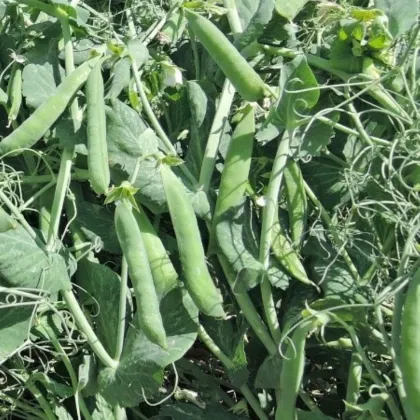 Hrách Meduza - Pisum sativum - semena hrachu - 50 ks