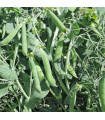 Hrách Meduza - Pisum sativum - semena hrachu - 50 ks