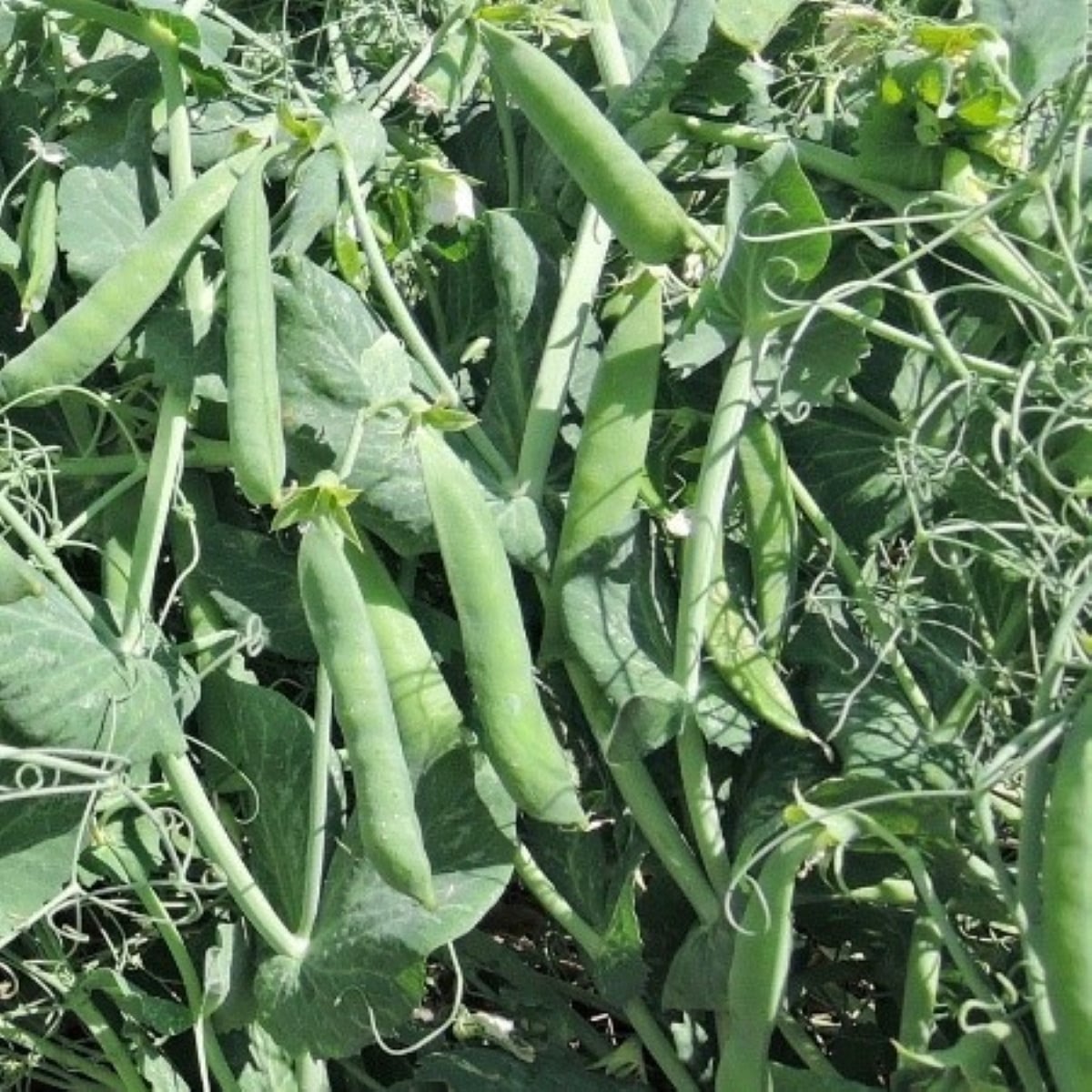 Hrách Meduza - Pisum sativum - semena hrachu - 50 ks
