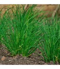 BIO Pažitka česneková - Allium tuberosum - bio semena pažitky - 100 ks