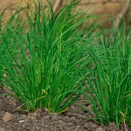 BIO Pažitka česneková - Allium tuberosum - bio semena pažitky - 100 ks