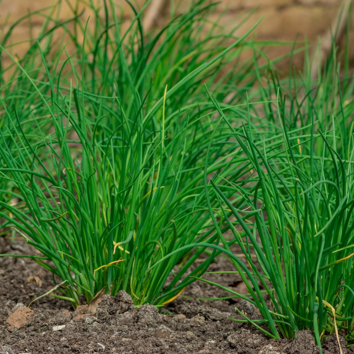 BIO Pažitka česneková - Allium tuberosum - bio semena pažitky - 100 ks