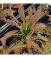 Rosnatka kapská širokolistá Broad Leaf - Drosera capensis - semena rosnatky - 15 ks