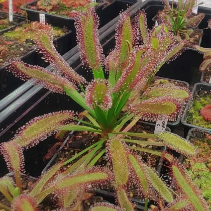 Rosnatka kapská širokolistá Broad Leaf - Drosera capensis - semena rosnatky - 15 ks