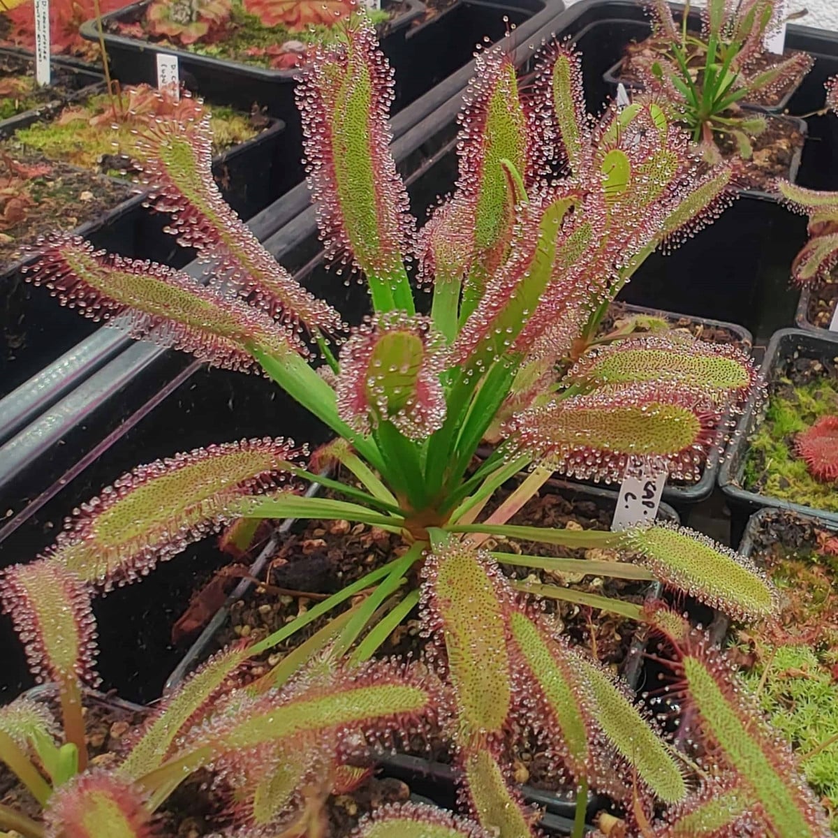 Rosnatka kapská širokolistá Broad Leaf - Drosera capensis - semena rosnatky - 15 ks