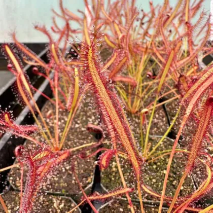 Rosnatka kapská Montagu Pass - Drosera capensis - semena rosnatky - 15 ks