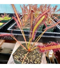 Rosnatka kapská Montagu Pass - Drosera capensis - semena rosnatky - 15 ks