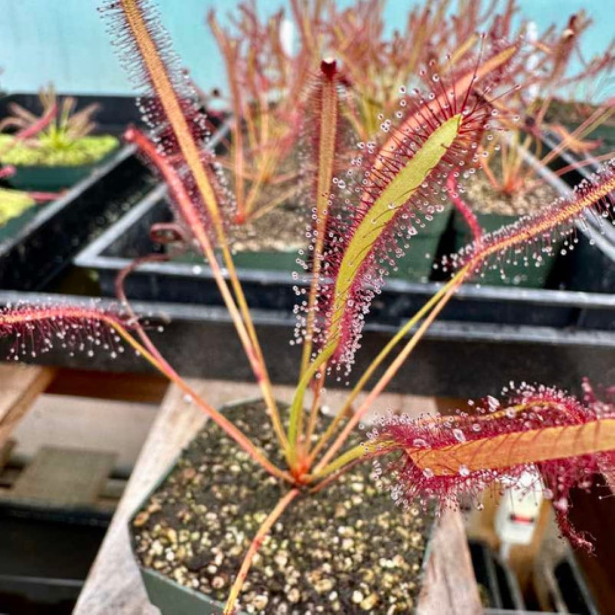 Rosnatka kapská Montagu Pass - Drosera capensis - semena rosnatky - 15 ks