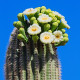 Saguaro - Kaktus svícnovitý - Carnegiea gigantea - semena kaktusu - 5 ks
