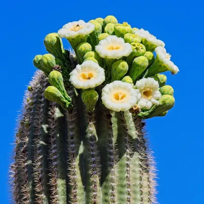 Saguaro - Kaktus svícnovitý - Carnegiea gigantea - semena kaktusu - 5 ks