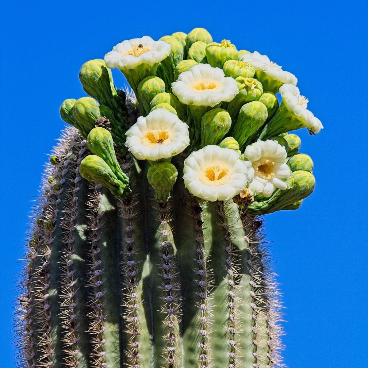 Saguaro - Kaktus svícnovitý - Carnegiea gigantea - semena kaktusu - 5 ks