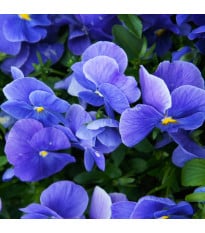 Violka Carneval F1 Azure - Viola x wittrockiana - semena violky - 20 ks