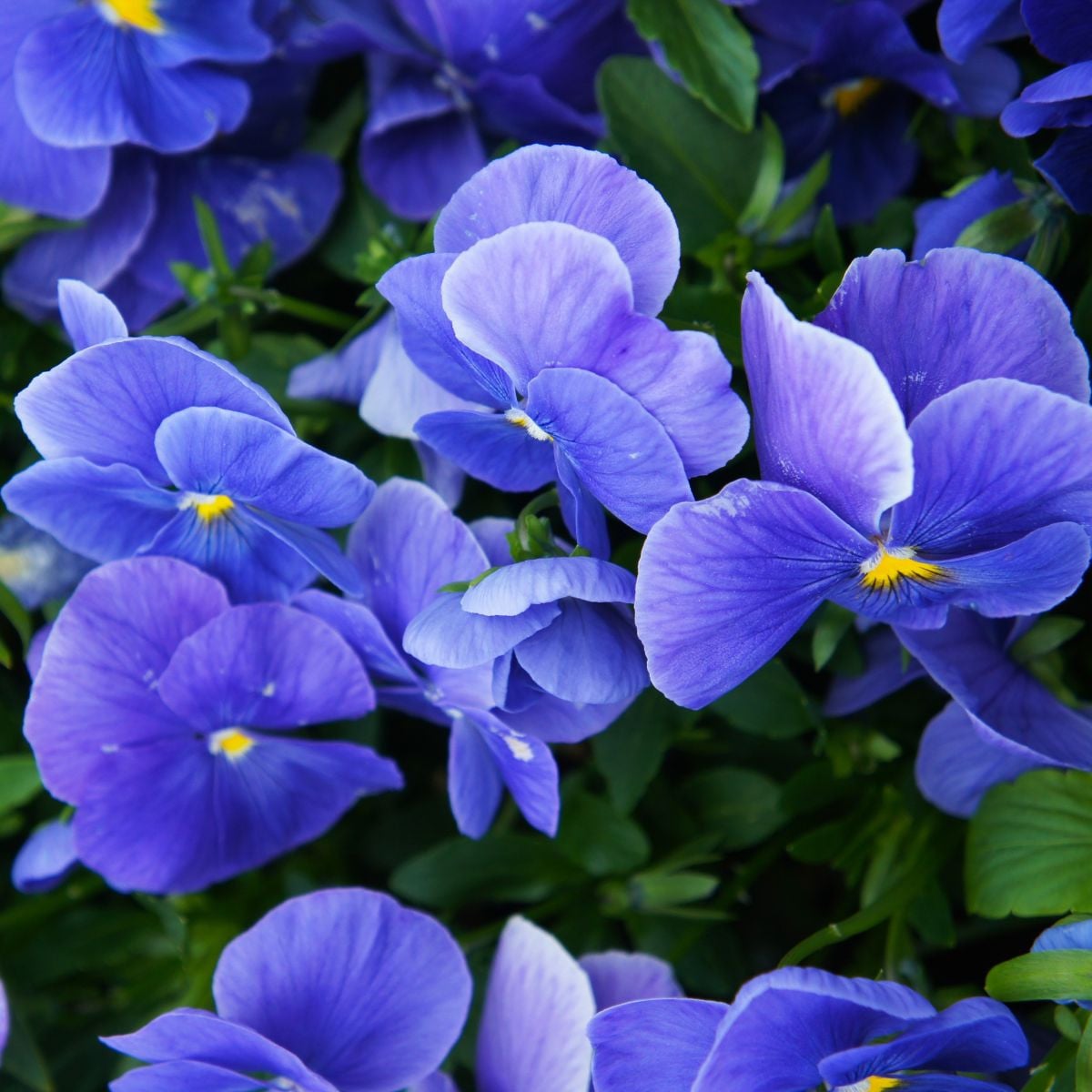 Violka Carneval F1 Azure - Viola x wittrockiana - semena violky - 20 ks