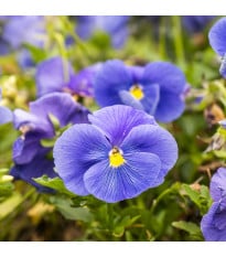 Violka Twix F1 Lavender Shades - Viola cornuta - semena violky - 20 ks
