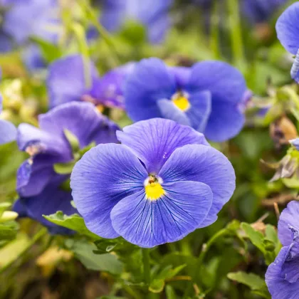 Violka Twix F1 Lavender Shades - Viola cornuta - semena violky - 20 ks